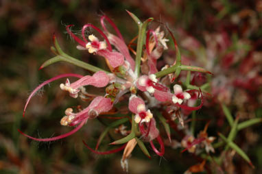 APII jpeg image of Adenanthos pungens subsp. pungens  © contact APII