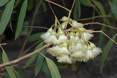 APII jpeg image of Eucalyptus beardiana  © contact APII