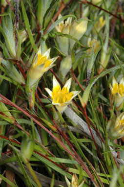 APII jpeg image of Conostylis setigera subsp. dasys  © contact APII