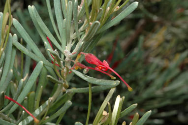 APII jpeg image of Grevillea sparsiflora  © contact APII