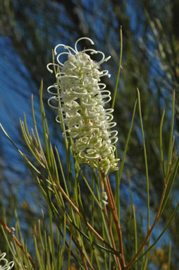 APII jpeg image of Grevillea pterosperma  © contact APII