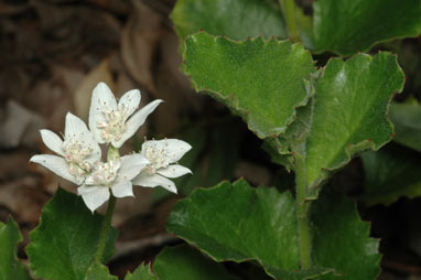 APII jpeg image of Xanthosia rotundifolia  © contact APII