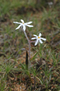 APII jpeg image of Tribonanthes longipetala  © contact APII