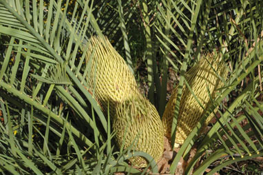 APII jpeg image of Macrozamia riedlei  © contact APII