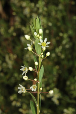 APII jpeg image of Phyllanthus calycinus  © contact APII