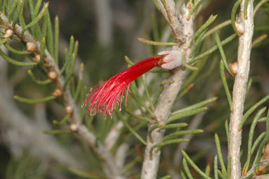 APII jpeg image of Calothamnus brevifolius  © contact APII