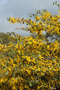 APII jpeg image of Acacia denticulosa  © contact APII