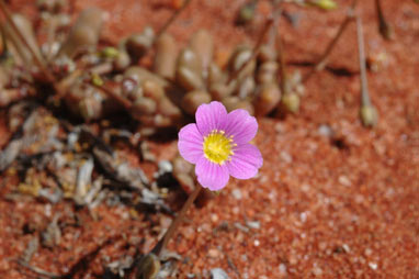 APII jpeg image of Calandrinia polyandra  © contact APII