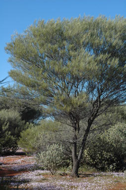 APII jpeg image of Acacia ramulosa var. ramulosa  © contact APII