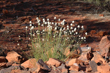 APII jpeg image of Ptilotus schwartzii  © contact APII