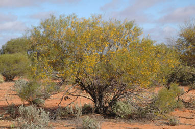 APII jpeg image of Acacia sclerosperma subsp. sclerosperma  © contact APII