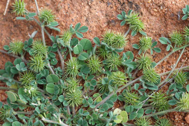 APII jpeg image of Medicago minima  © contact APII