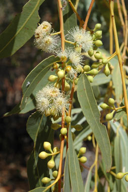 APII jpeg image of Eucalyptus camaldulensis subsp. obtusa  © contact APII