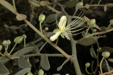 APII jpeg image of Capparis lasiantha  © contact APII