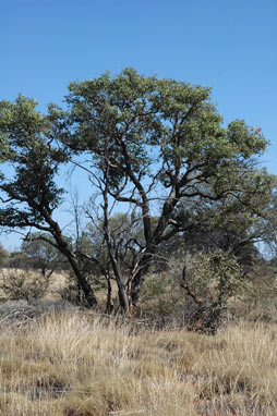 APII jpeg image of Eucalyptus deserticola  © contact APII