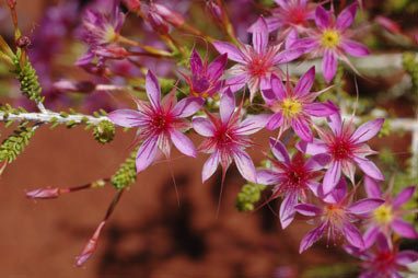 APII jpeg image of Calytrix carinata  © contact APII