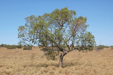 APII jpeg image of Eucalyptus deserticola  © contact APII
