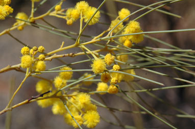 APII jpeg image of Acacia pachyacra  © contact APII