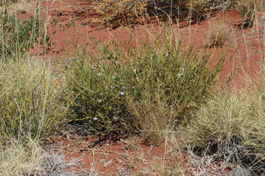 APII jpeg image of Scaevola parvifolia subsp. pilbarae  © contact APII
