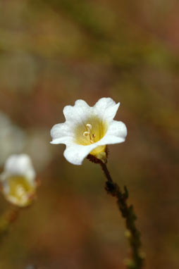 APII jpeg image of Cyphanthera miersiana  © contact APII