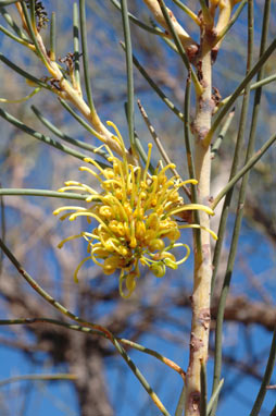 APII jpeg image of Hakea chordophylla  © contact APII