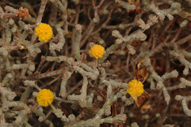 APII jpeg image of Acacia adoxa var. adoxa  © contact APII