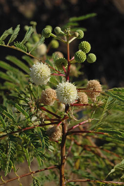 APII jpeg image of Leucaena leucocephala  © contact APII