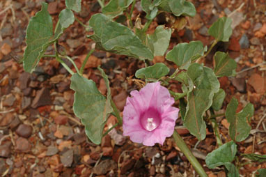 APII jpeg image of Ipomoea muelleri  © contact APII