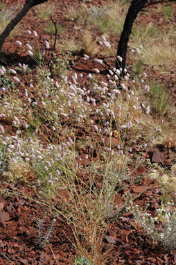 APII jpeg image of Ptilotus calostachyus  © contact APII