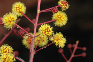 APII jpeg image of Acacia inaequilatera  © contact APII