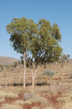 APII jpeg image of Corymbia hamersleyana  © contact APII