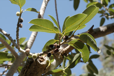 APII jpeg image of Ficus platypoda  © contact APII