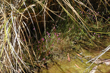 APII jpeg image of Stylidium fluminense  © contact APII