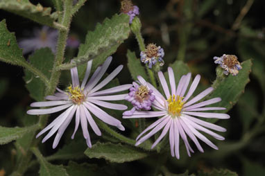 APII jpeg image of Olearia xerophila  © contact APII