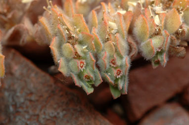 APII jpeg image of Euphorbia australis  © contact APII