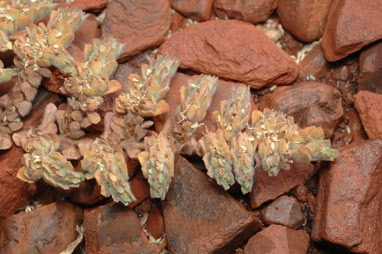 APII jpeg image of Euphorbia australis  © contact APII