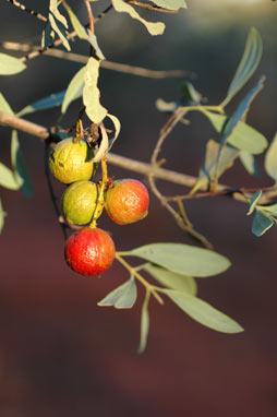 APII jpeg image of Santalum spicatum  © contact APII