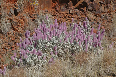 APII jpeg image of Ptilotus rotundifolius  © contact APII