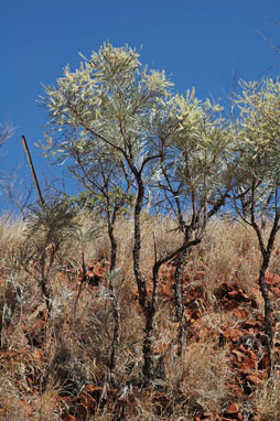 APII jpeg image of Grevillea pyramidalis  © contact APII