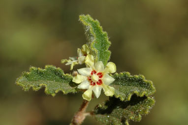 APII jpeg image of Androcalva loxophylla  © contact APII