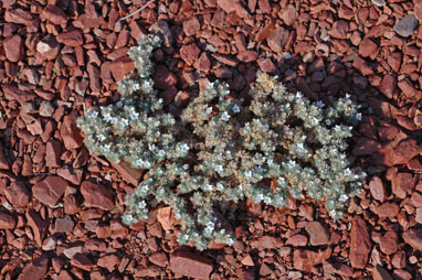 APII jpeg image of Heliotropium heteranthum  © contact APII