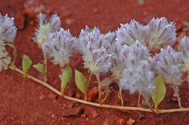 APII jpeg image of Ptilotus axillaris  © contact APII