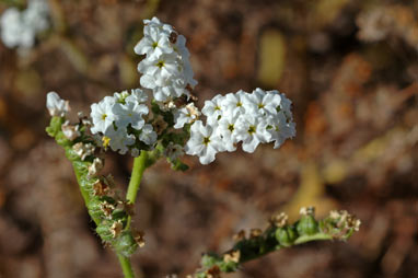 APII jpeg image of Heliotropium crispatum  © contact APII