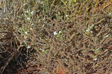 APII jpeg image of Heliotropium crispatum  © contact APII