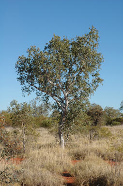 APII jpeg image of Corymbia candida  © contact APII