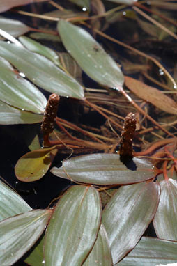 APII jpeg image of Potamogeton tricarinatus  © contact APII