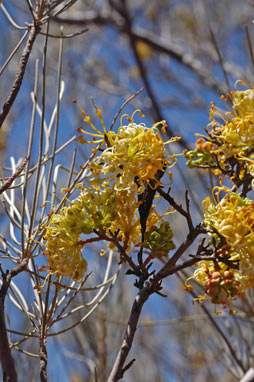 APII jpeg image of Grevillea gordoniana  © contact APII