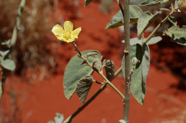 APII jpeg image of Abutilon sp. Pritzelianum (S.van Leeuwen 5095)  © contact APII