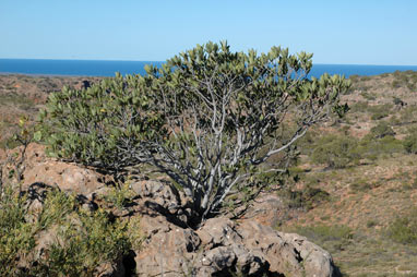 APII jpeg image of Ficus brachypoda  © contact APII