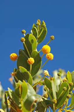 APII jpeg image of Acacia bivenosa  © contact APII